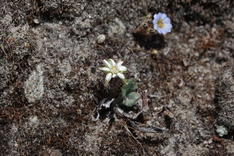 Leibnitzia nepalensis photo 4