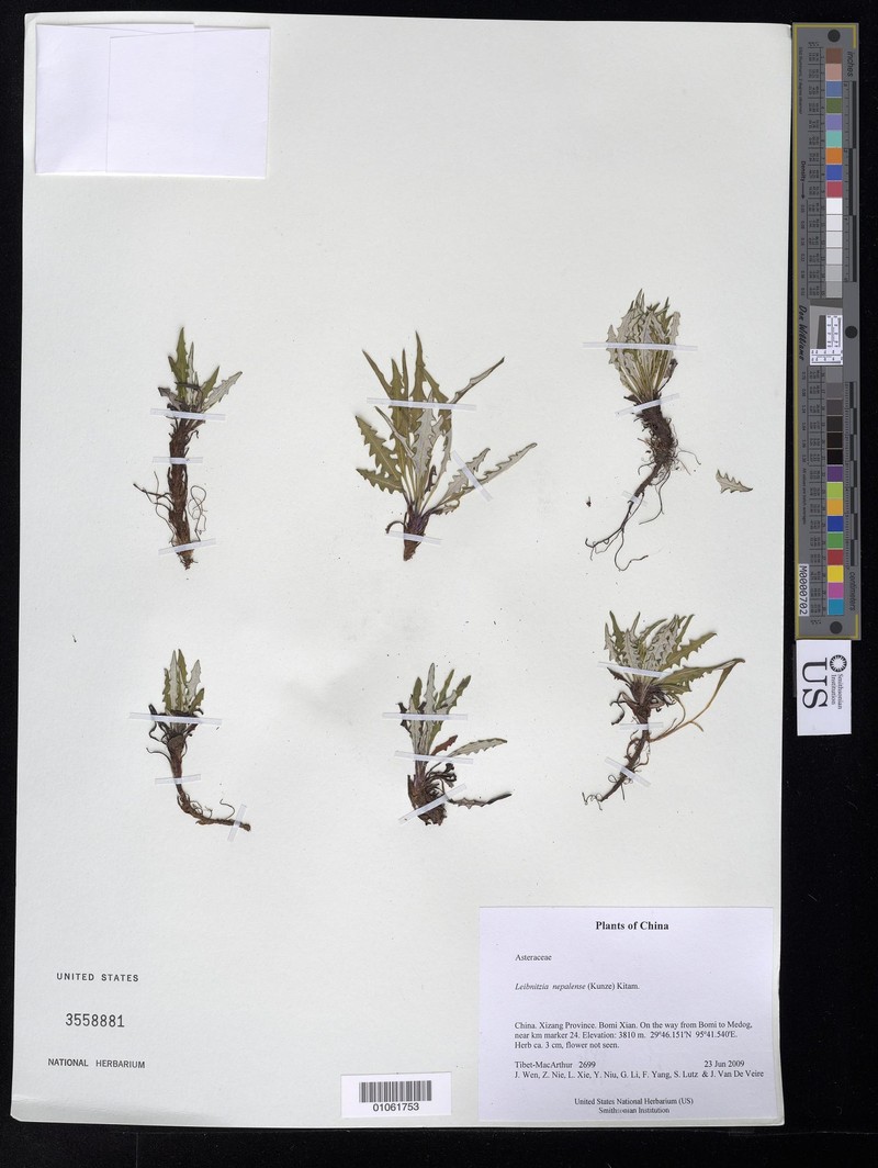 Leibnitzia nepalensis photo 5