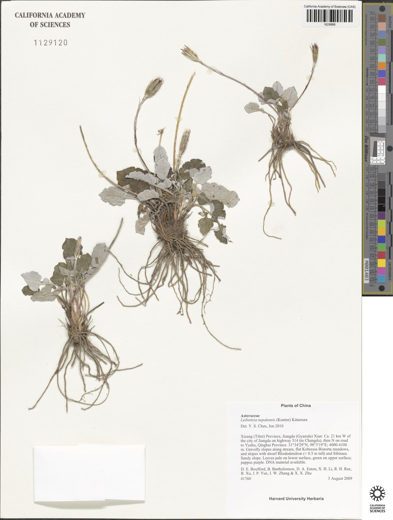 Leibnitzia nepalensis photo 6