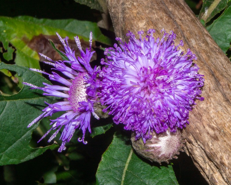 Leiboldia serrata