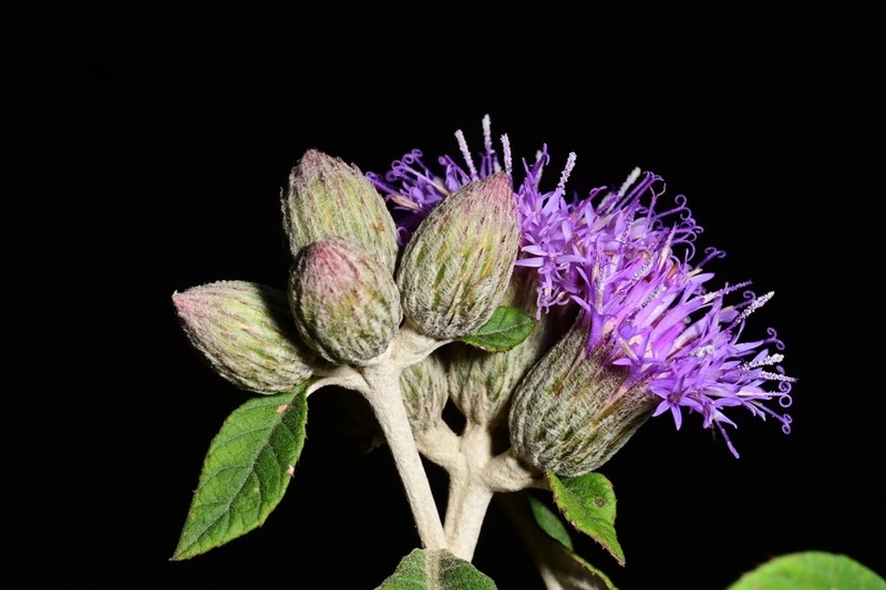 Leiboldia serrata photo 2