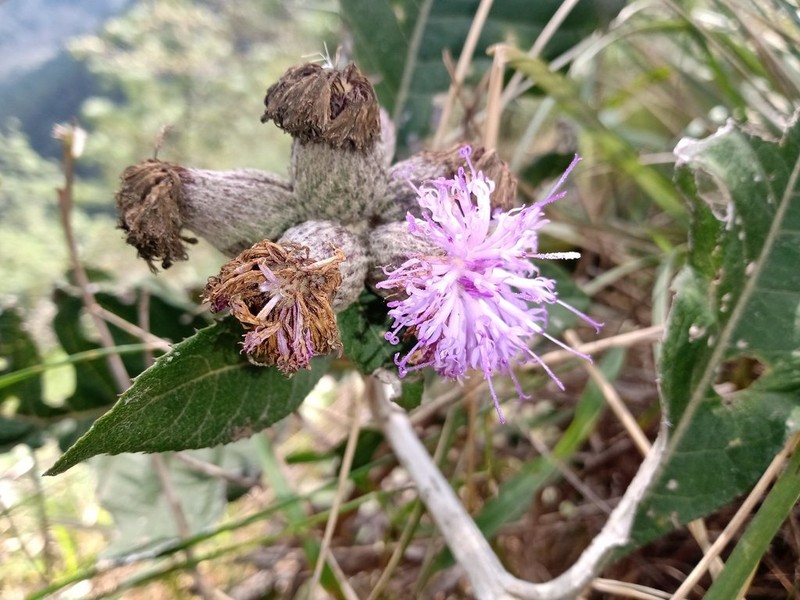 Leiboldia serrata photo 3