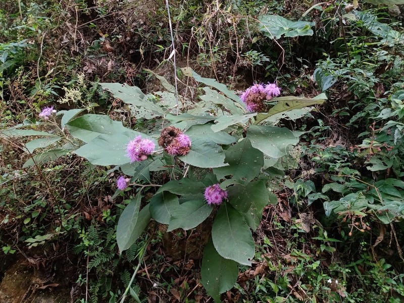 Leiboldia serrata photo 4