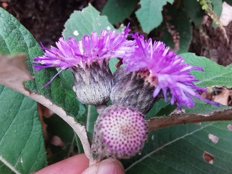 Leiboldia serrata photo 5