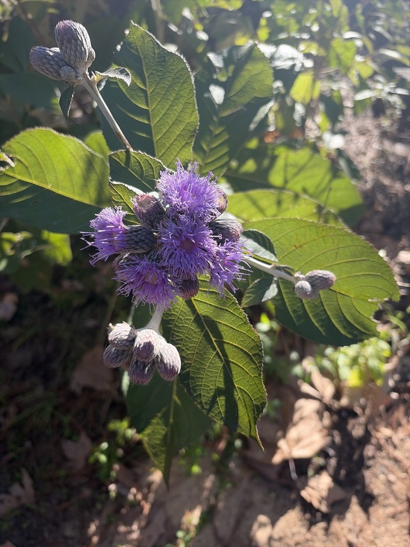 Leiboldia serrata photo 6