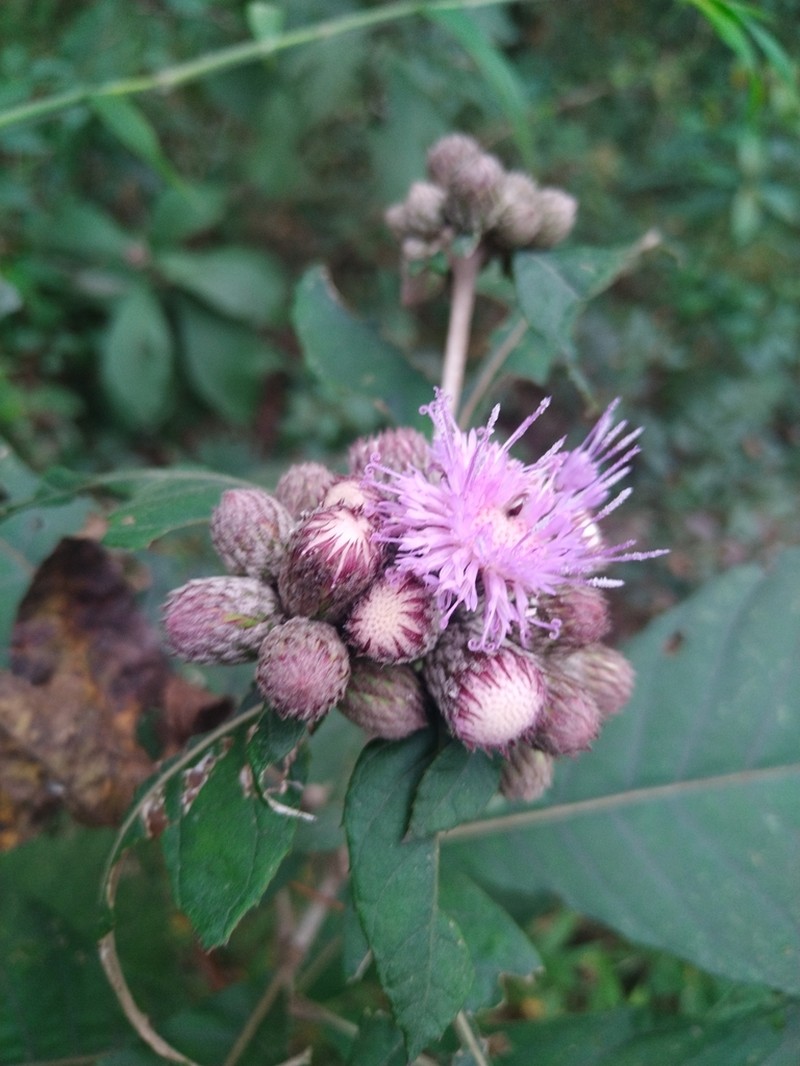 Leiboldia serrata photo 7