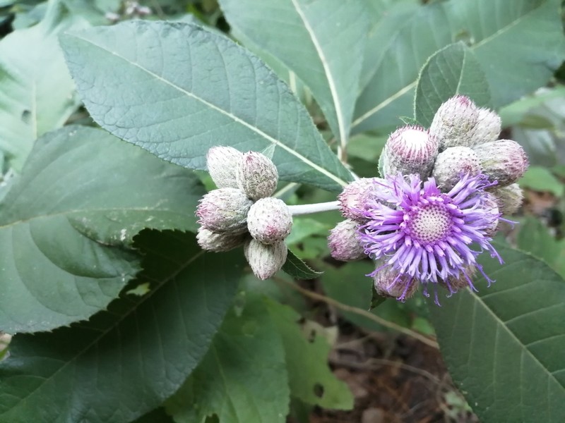 Leiboldia serrata photo 8