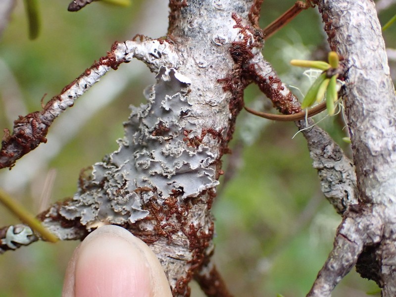 Leioderma Lichen