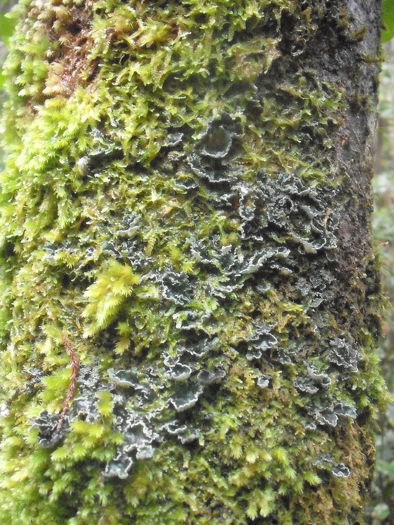 Leioderma Lichen photo 2