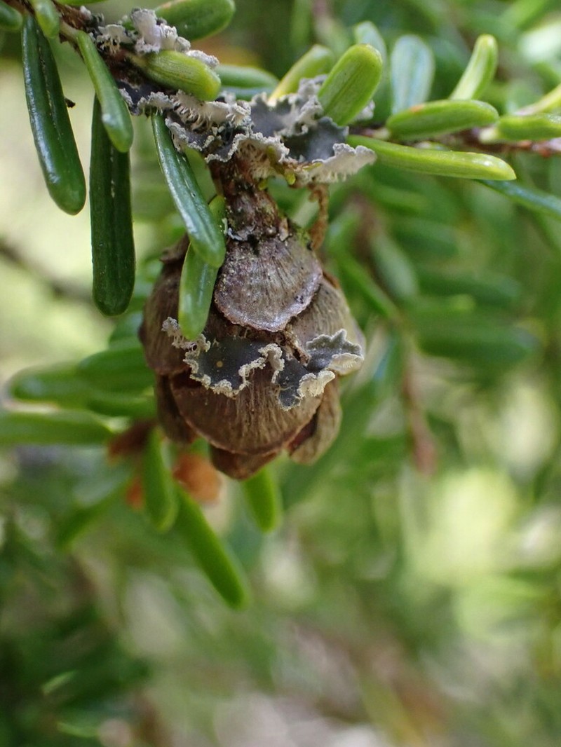 Leioderma Lichen photo 3