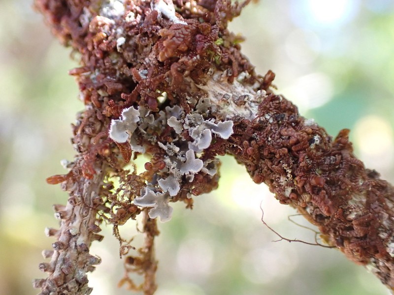 Leioderma Lichen photo 4