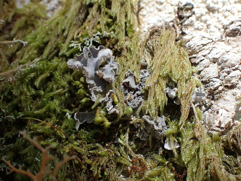 Leioderma Lichen photo 5