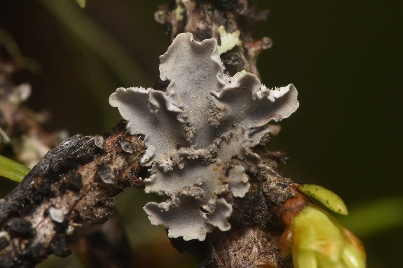 Leioderma Lichen photo 6