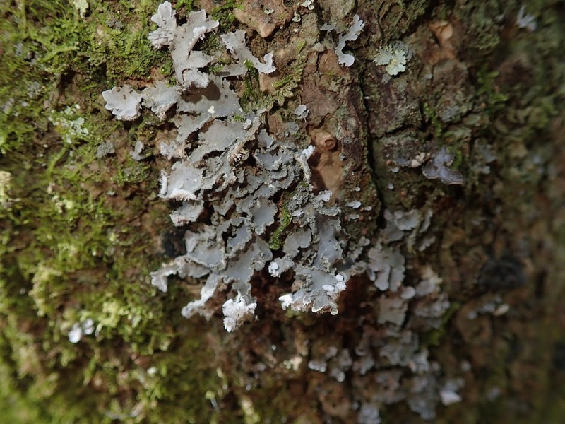 Leioderma Lichen photo 7