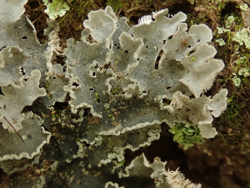 Leioderma Lichen photo 8