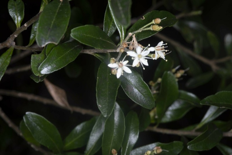 Leionema beckleri