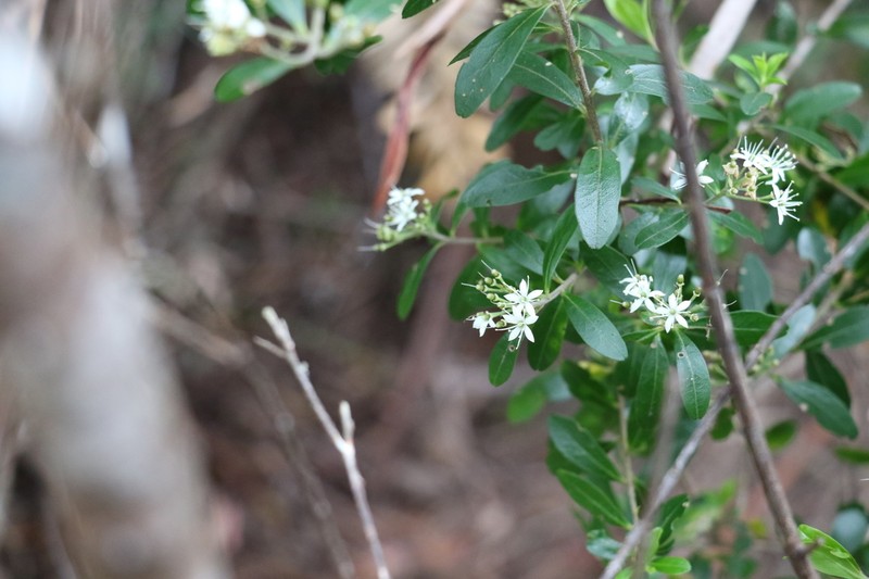 Leionema beckleri photo 2