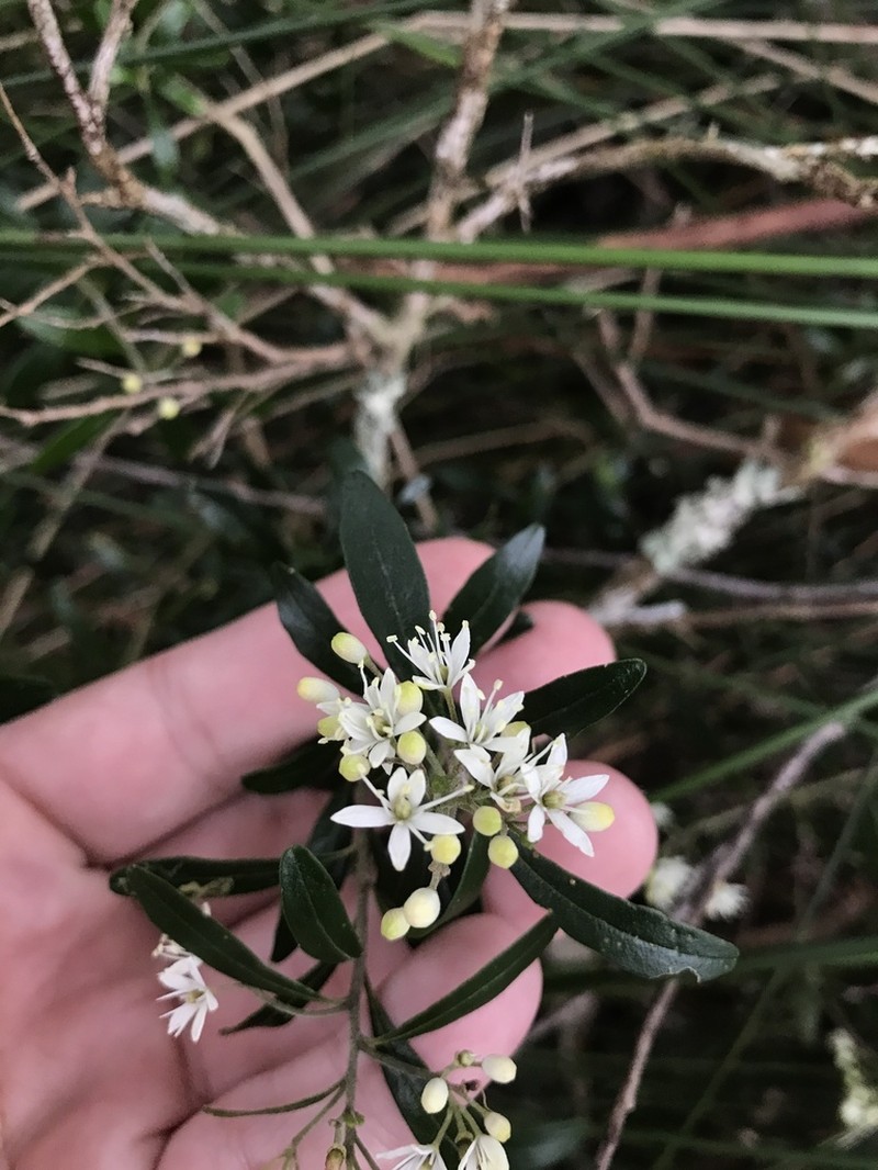 Leionema beckleri photo 3