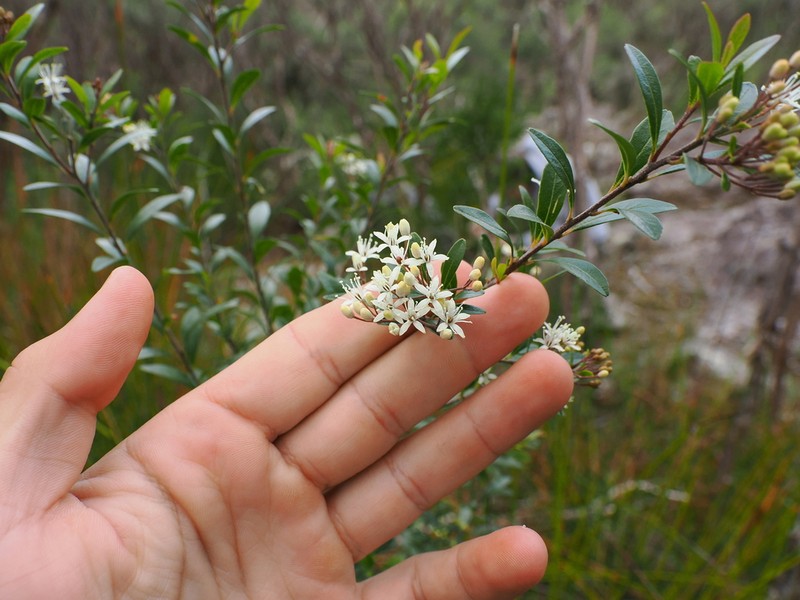 Leionema beckleri photo 4