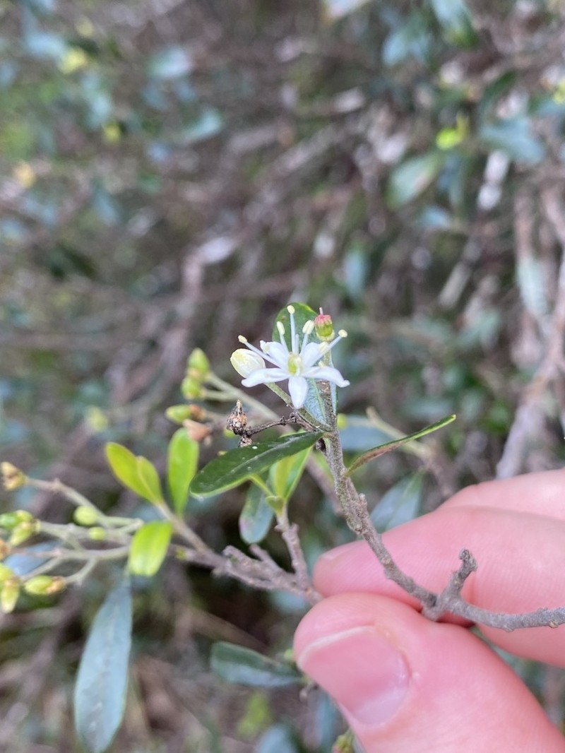 Leionema beckleri photo 5
