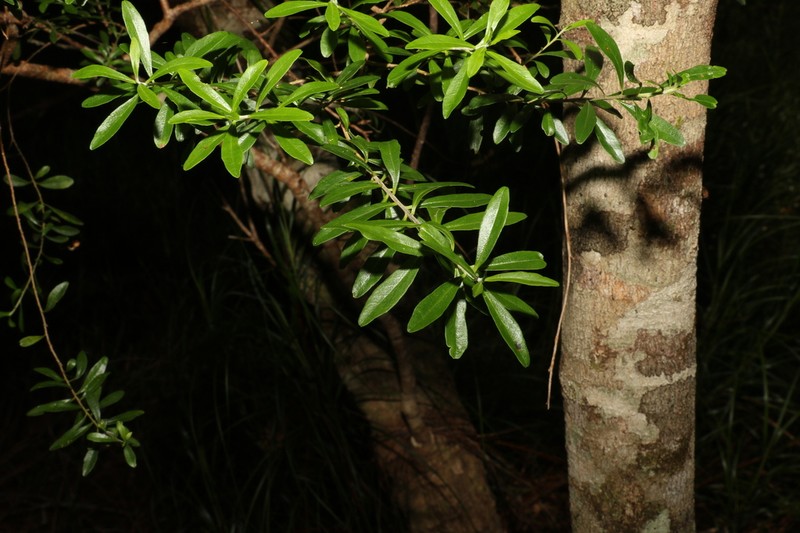 Leionema beckleri photo 6