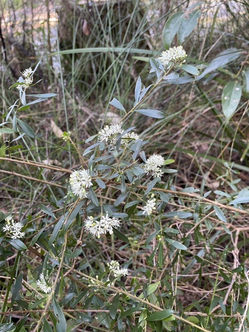Leionema beckleri photo 7