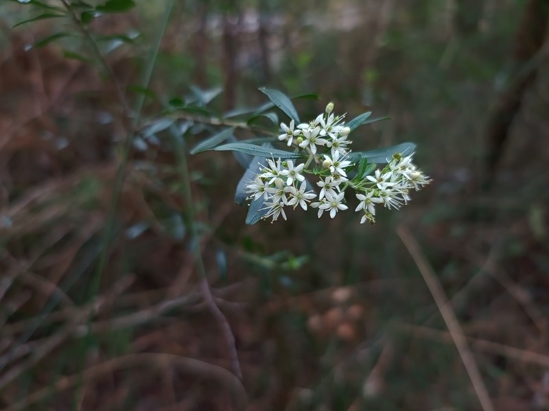 Leionema beckleri photo 8