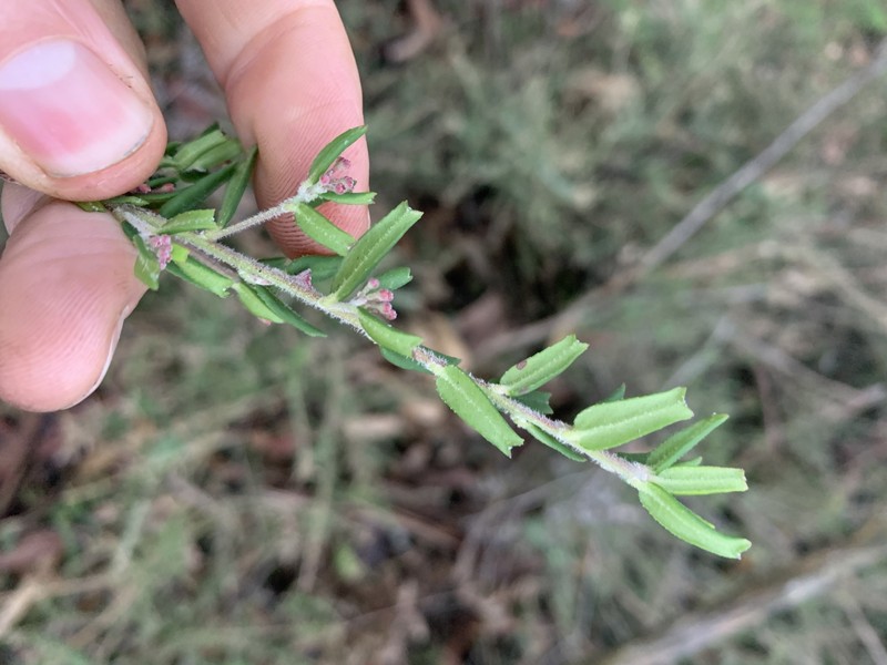 Leionema bilobum subsp. bilobum