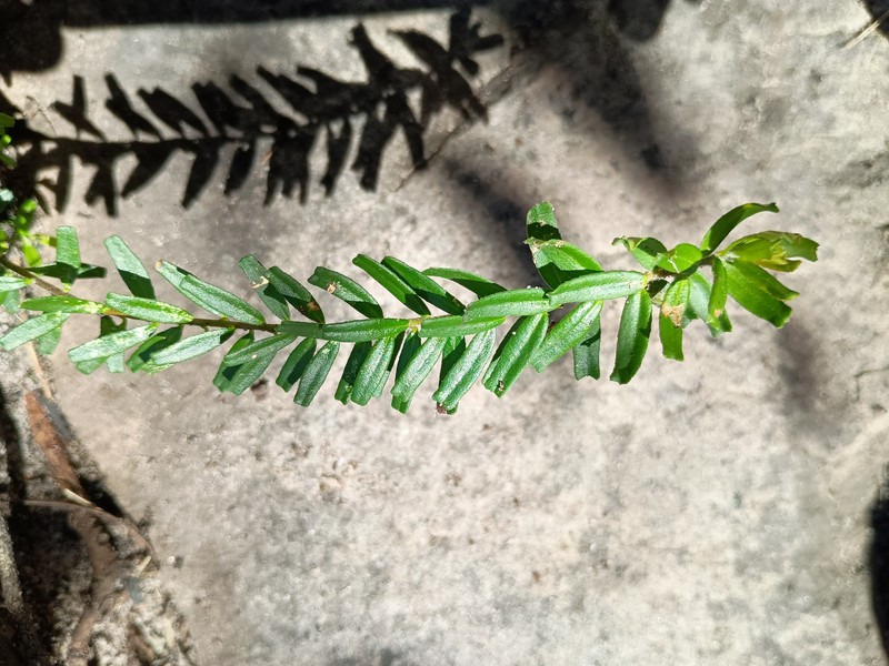 Leionema bilobum subsp. bilobum photo 2