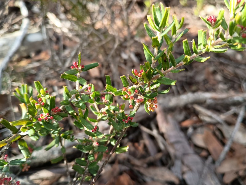 Leionema bilobum subsp. bilobum photo 3