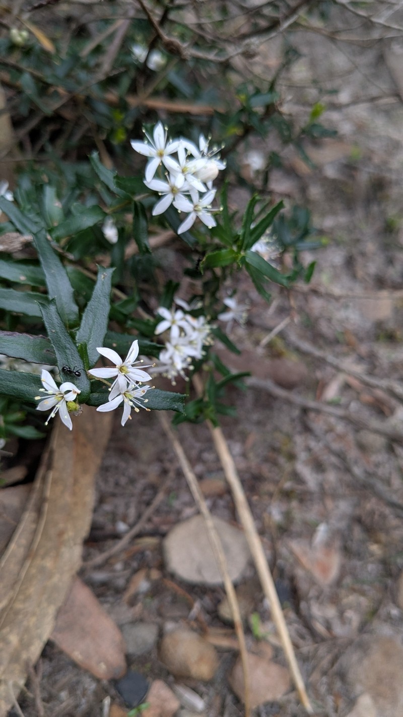Leionema bilobum subsp. bilobum photo 4