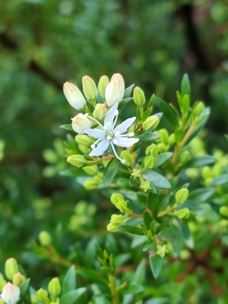 Leionema lamprophyllum subsp. lamprophyllum