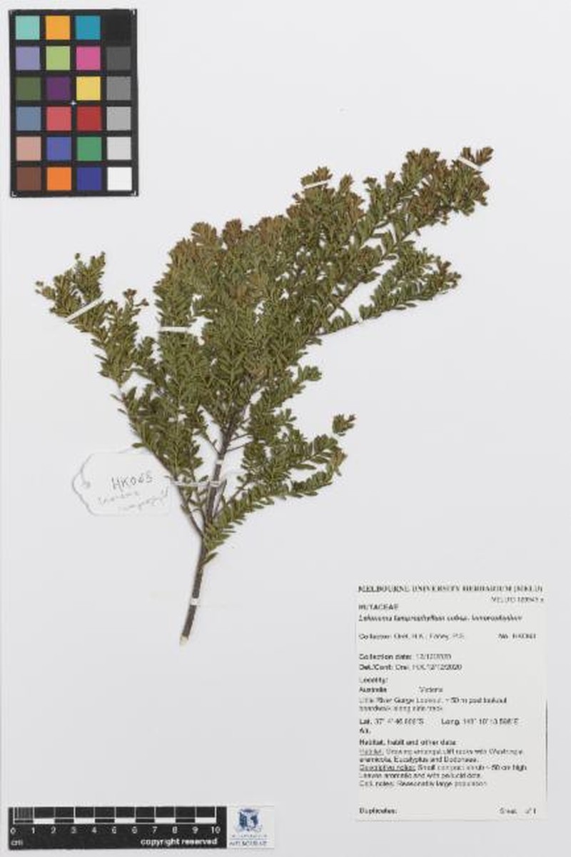 Leionema lamprophyllum subsp. lamprophyllum photo 2
