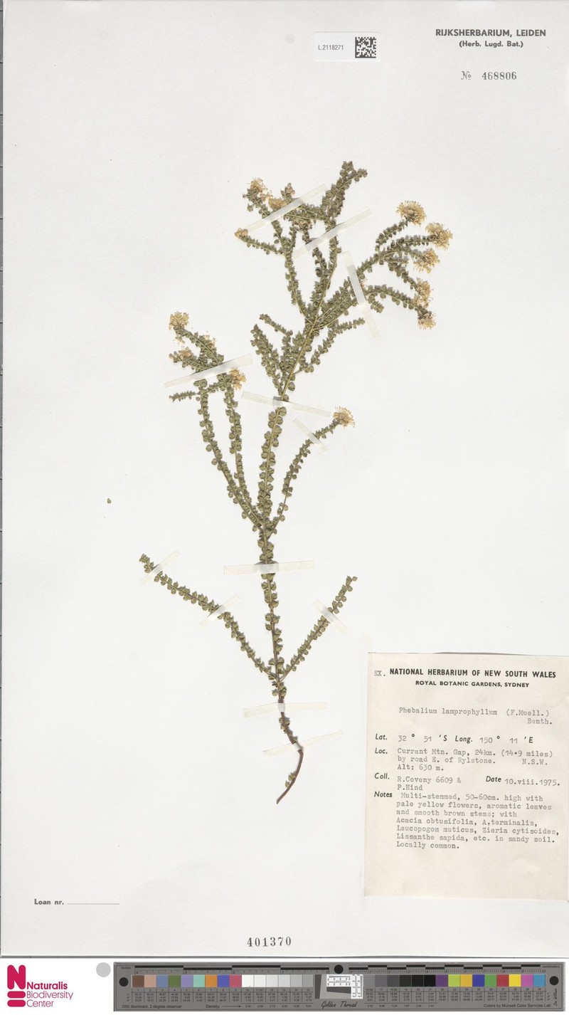 Leionema lamprophyllum subsp. lamprophyllum photo 3