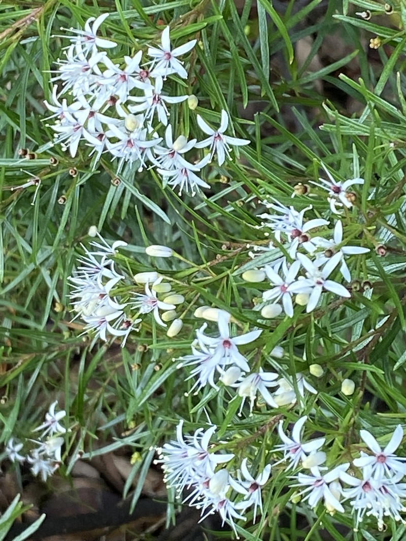 Leionema praetermissum