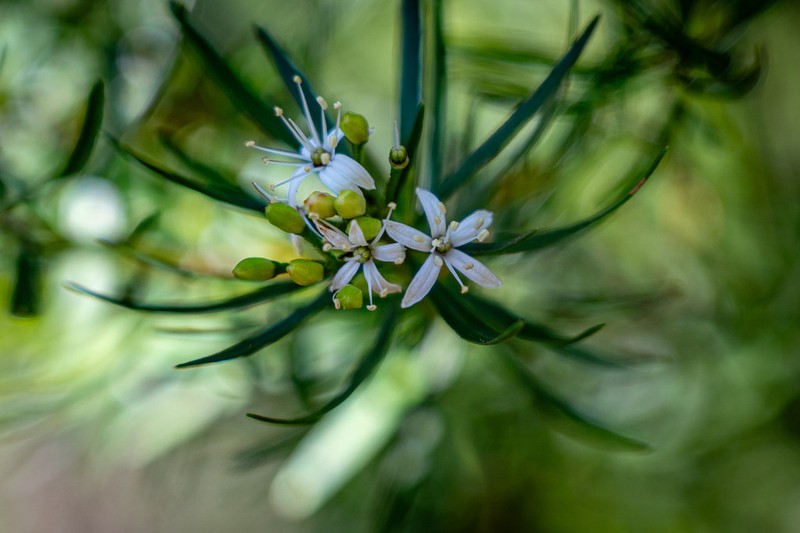 Leionema praetermissum photo 2