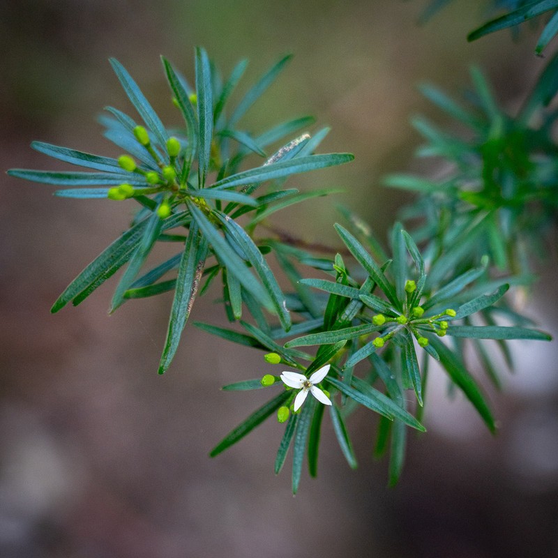 Leionema praetermissum photo 3