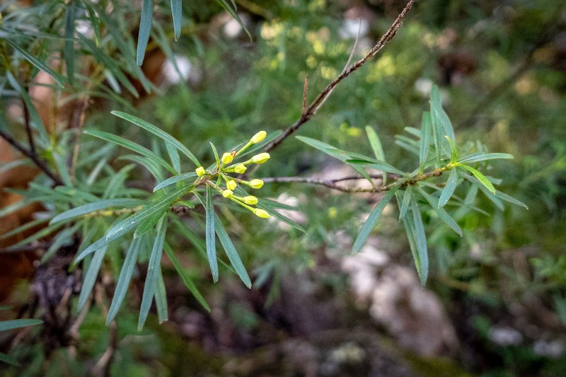 Leionema praetermissum photo 4