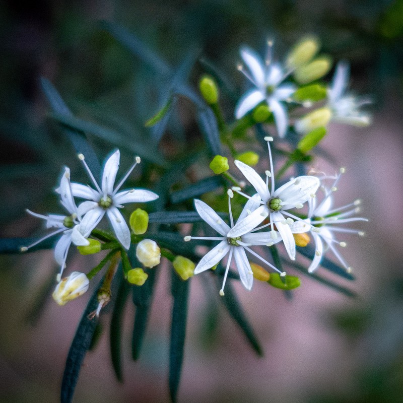 Leionema praetermissum photo 5