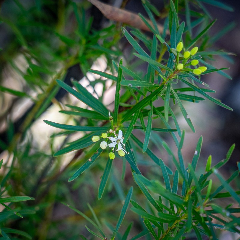 Leionema praetermissum photo 6