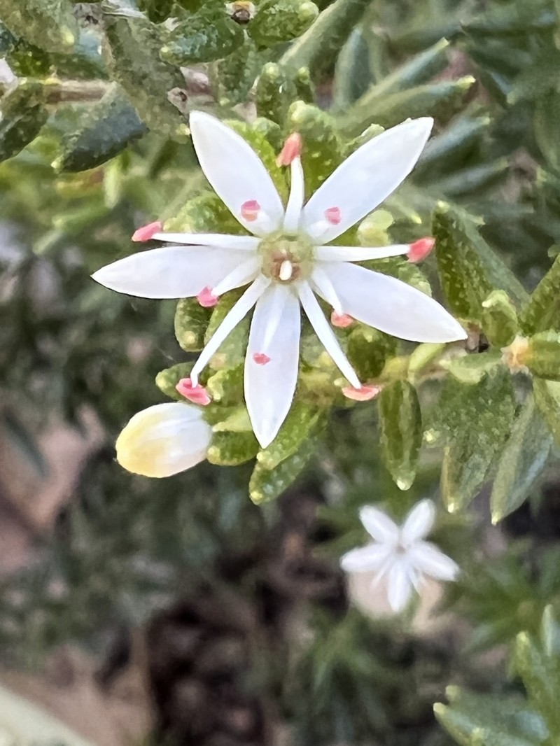 Leionema westonii