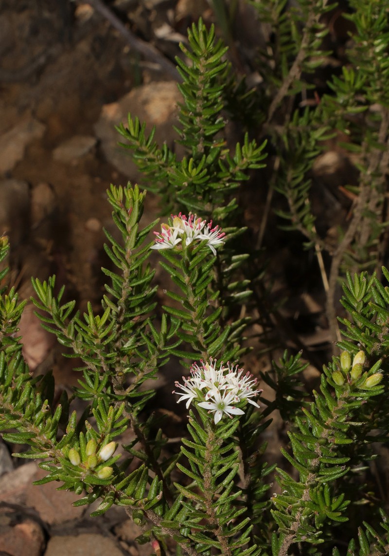 Leionema westonii photo 2