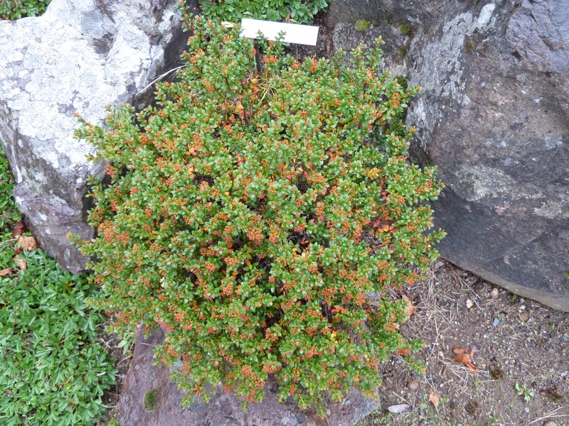 Sandmyrtle photo 2