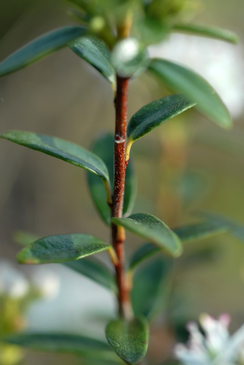 Sandmyrtle photo 3