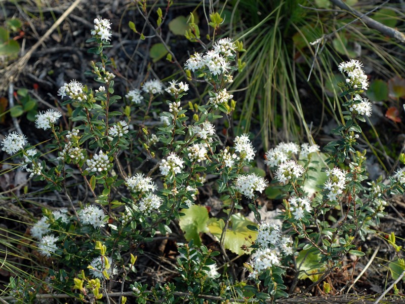 Sandmyrtle photo 4