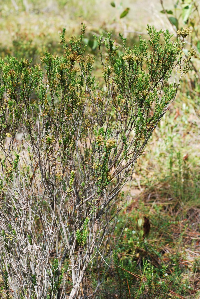 Sandmyrtle photo 5