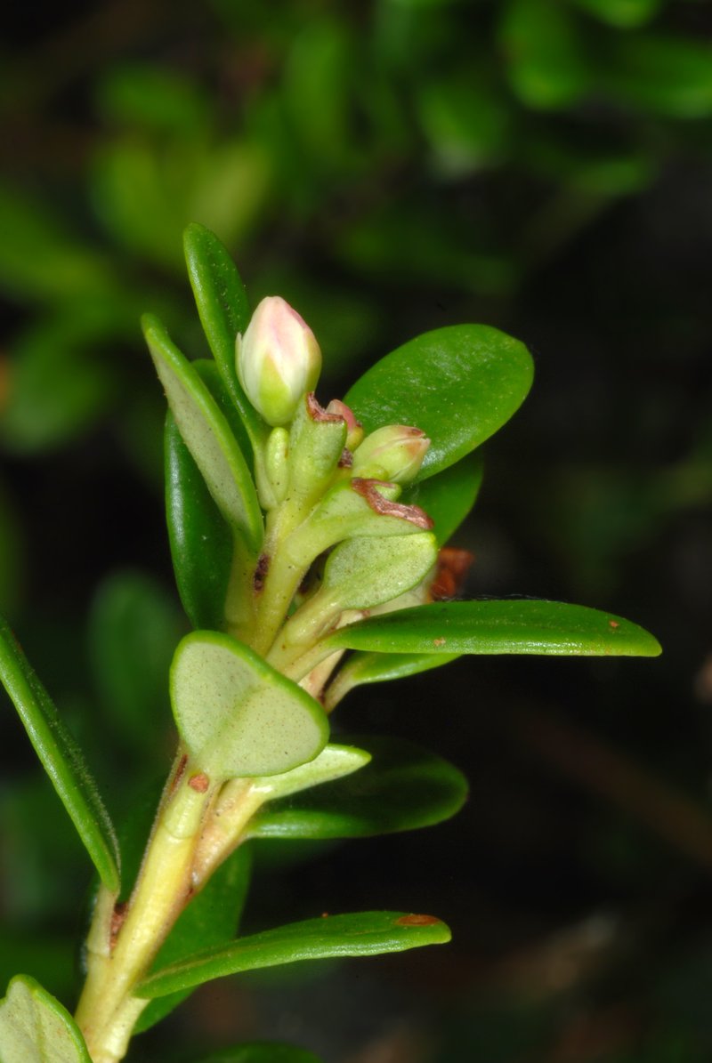Sandmyrtle photo 6