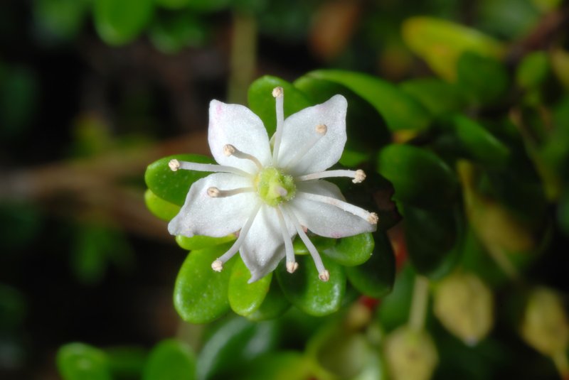 Sandmyrtle photo 7