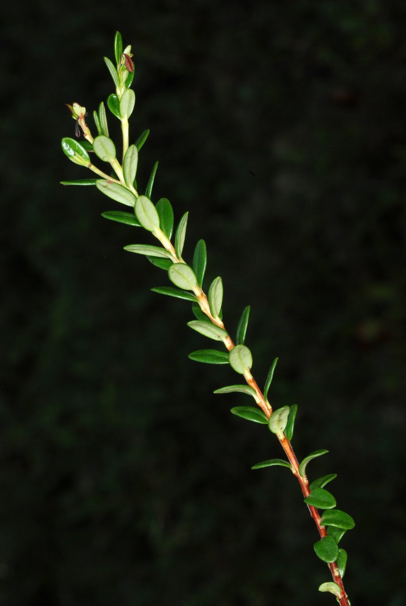 Sandmyrtle photo 8