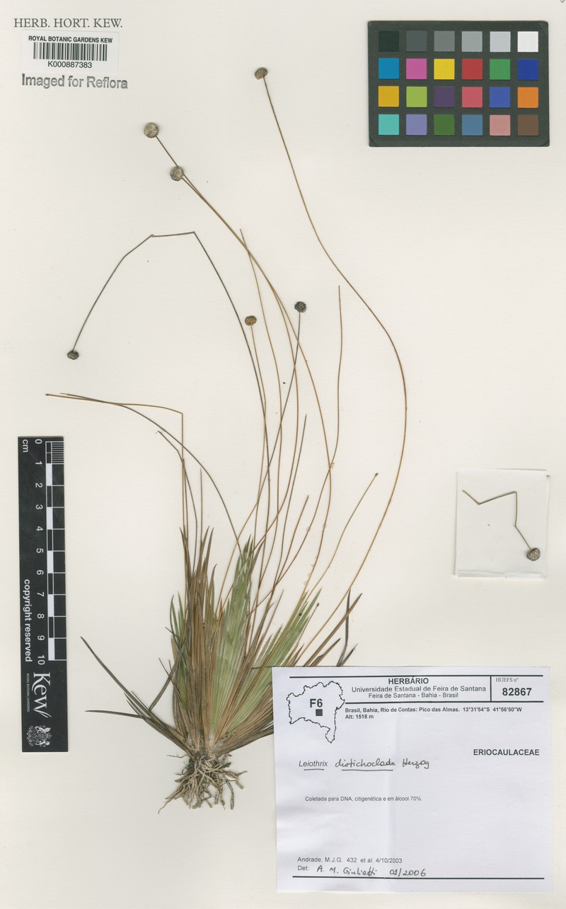 Leiothrix flavescens var. obtusa